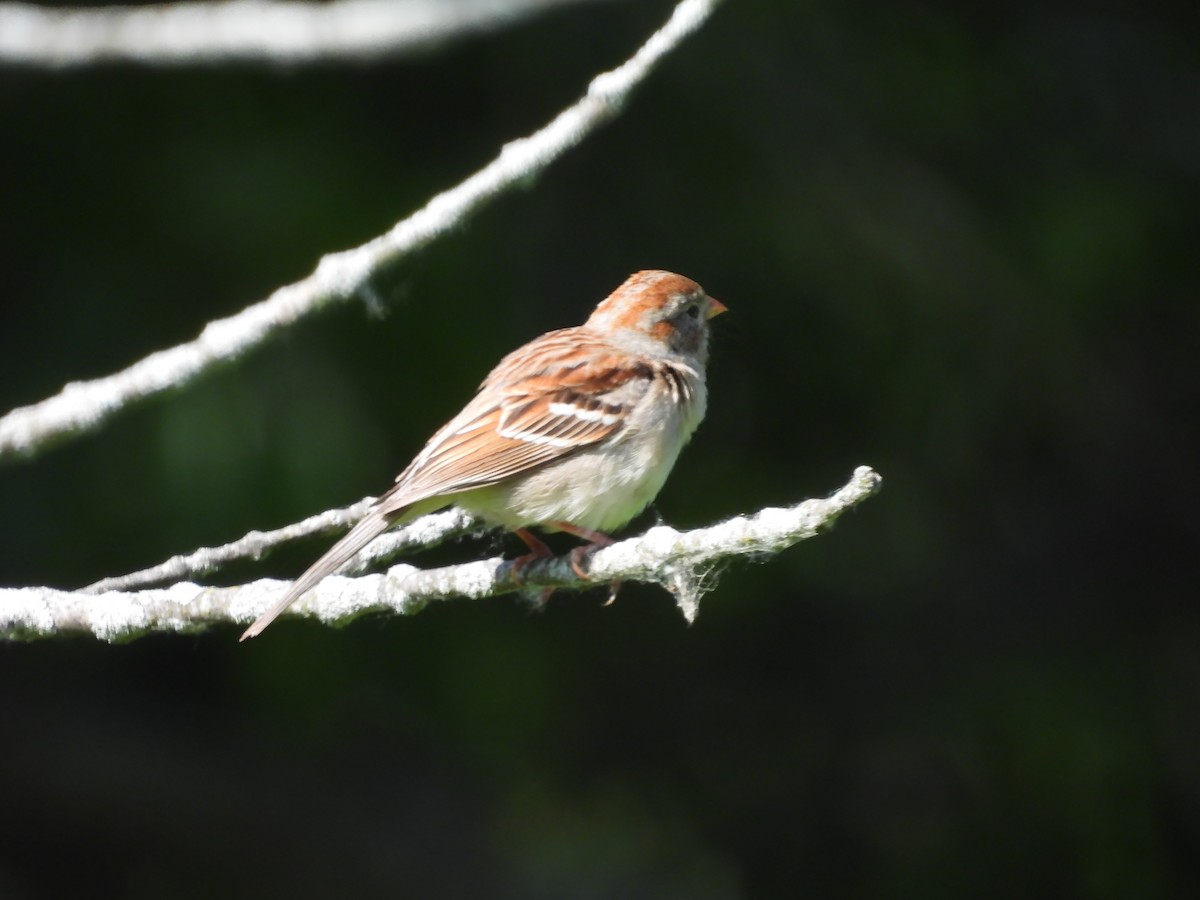 Field Sparrow - ML580677381