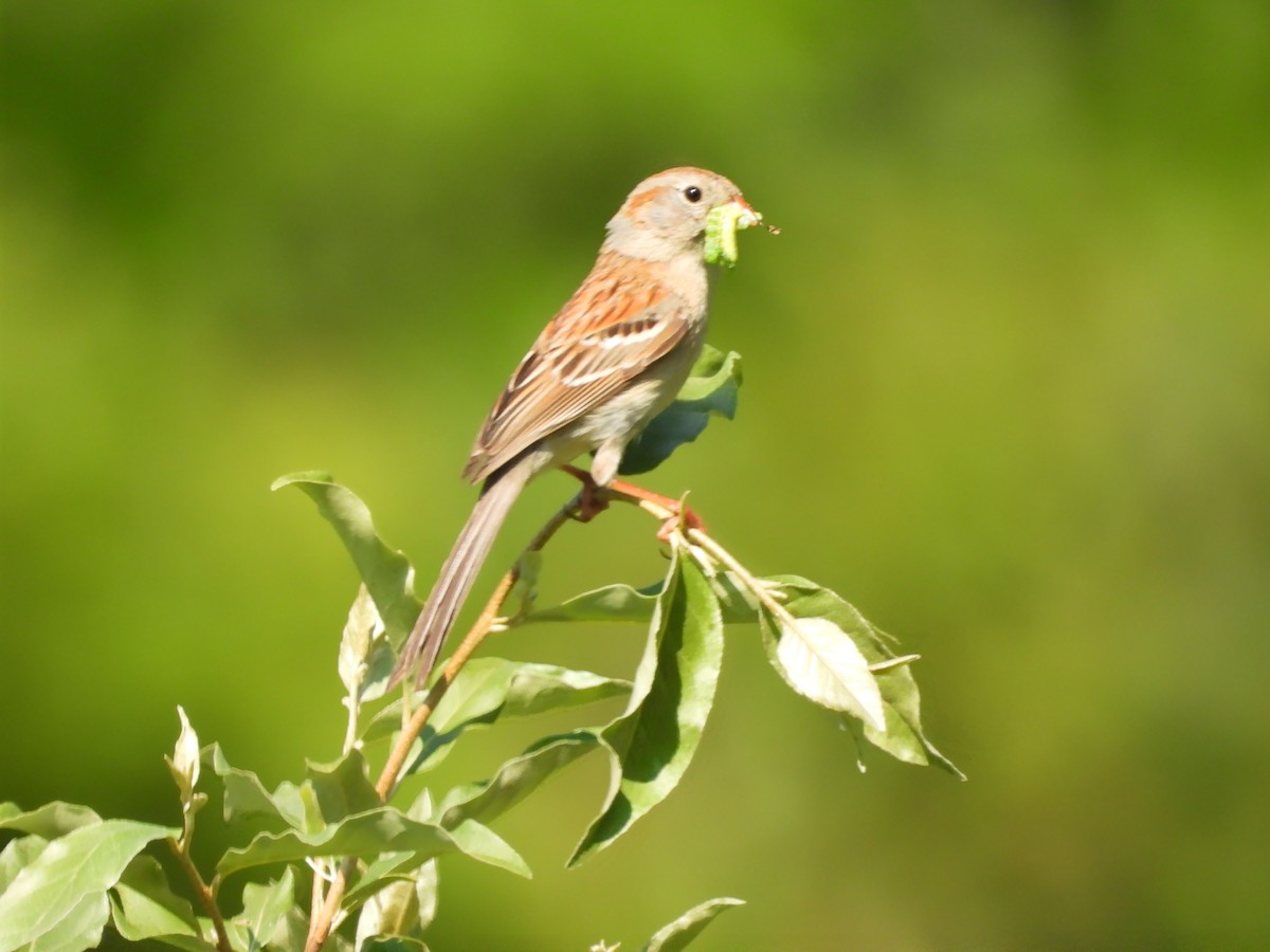 Field Sparrow - ML580677391