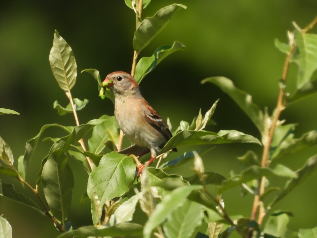 Field Sparrow - ML580677401