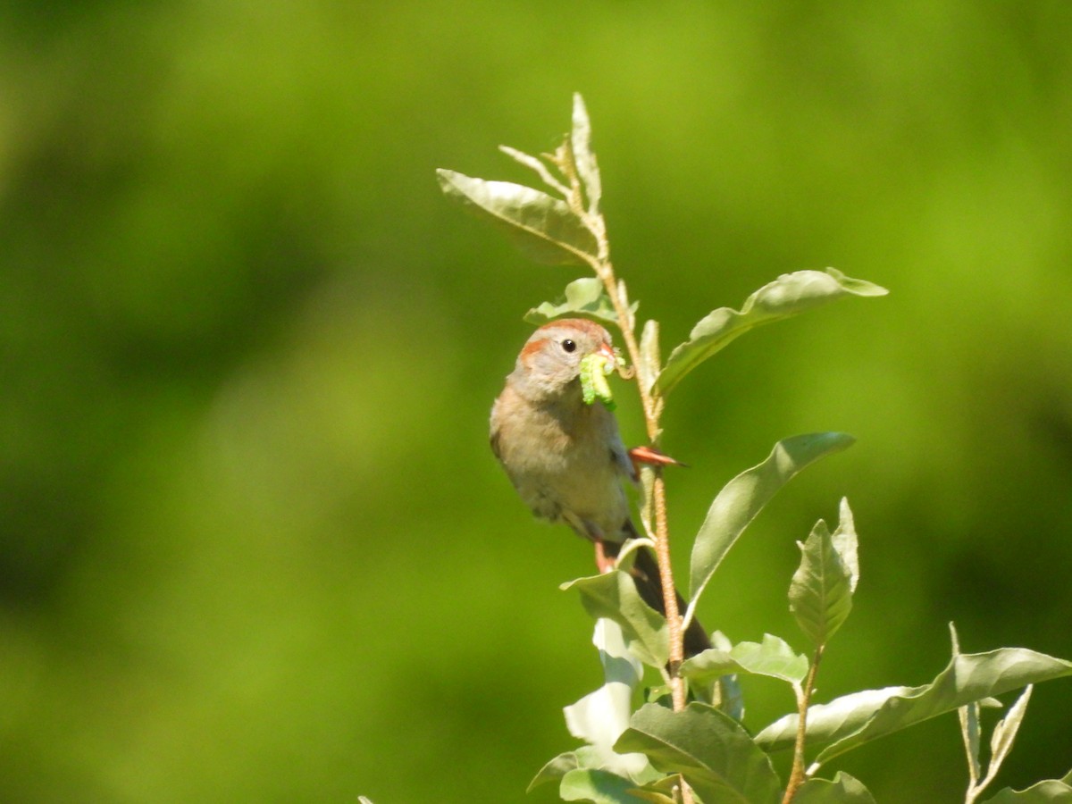 Field Sparrow - ML580677431