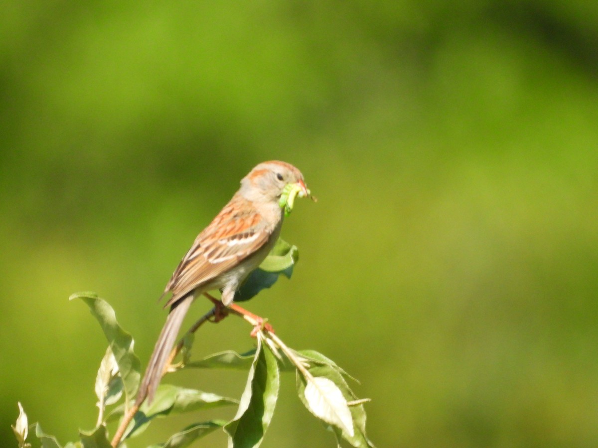 Field Sparrow - ML580677451