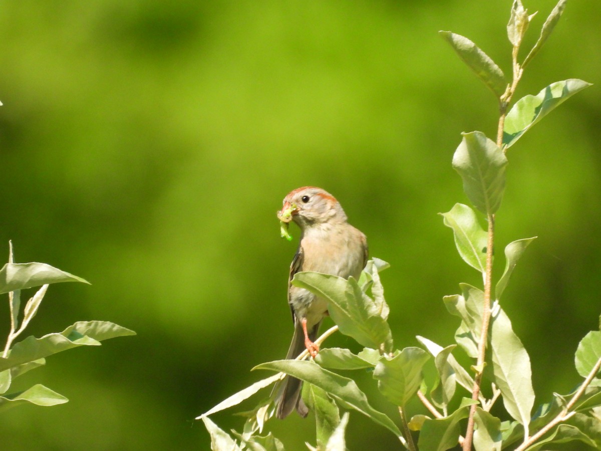 Field Sparrow - ML580677461