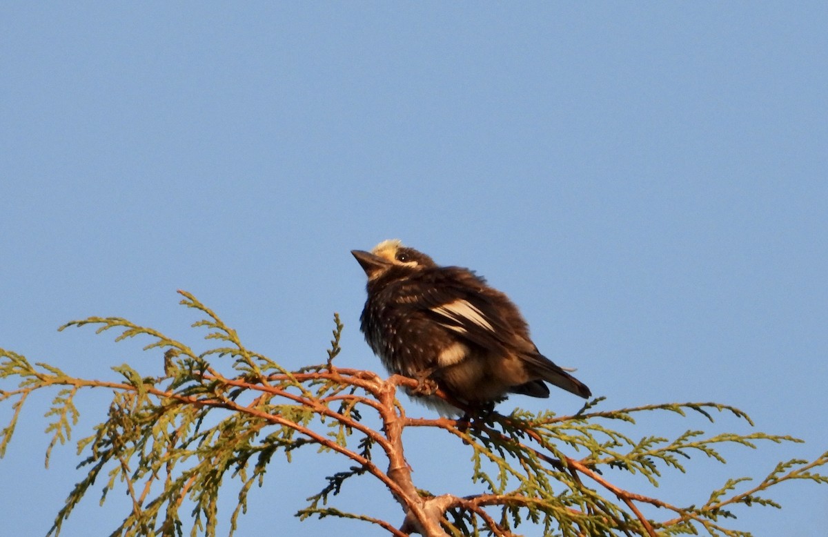 Whyte's Barbet - ML580677921