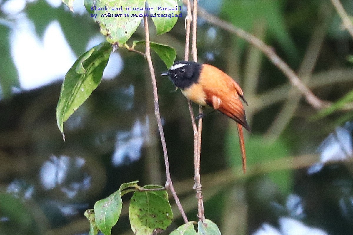 Black-and-cinnamon Fantail - Argrit Boonsanguan