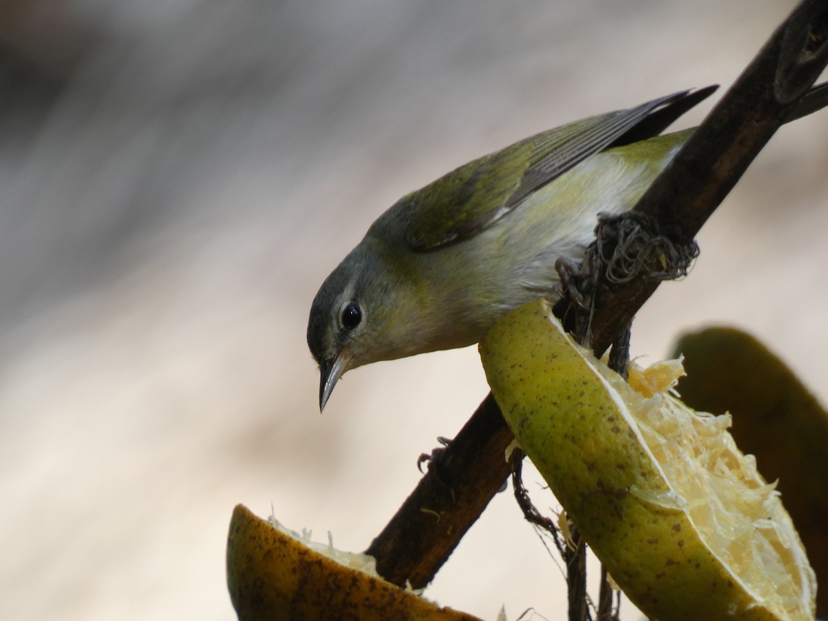 Tennessee Warbler - ML580679541