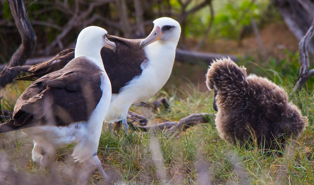 albatros laysanský - ML58067971