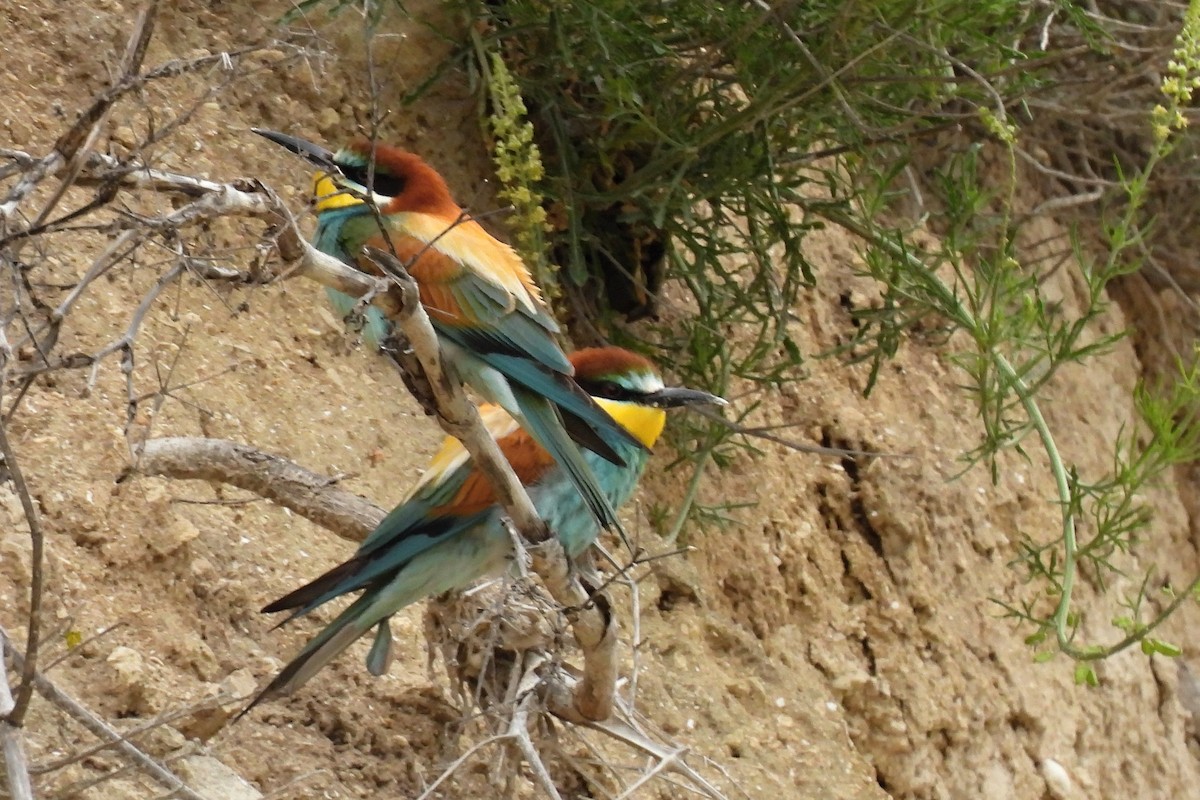 European Bee-eater - Leszek Noga