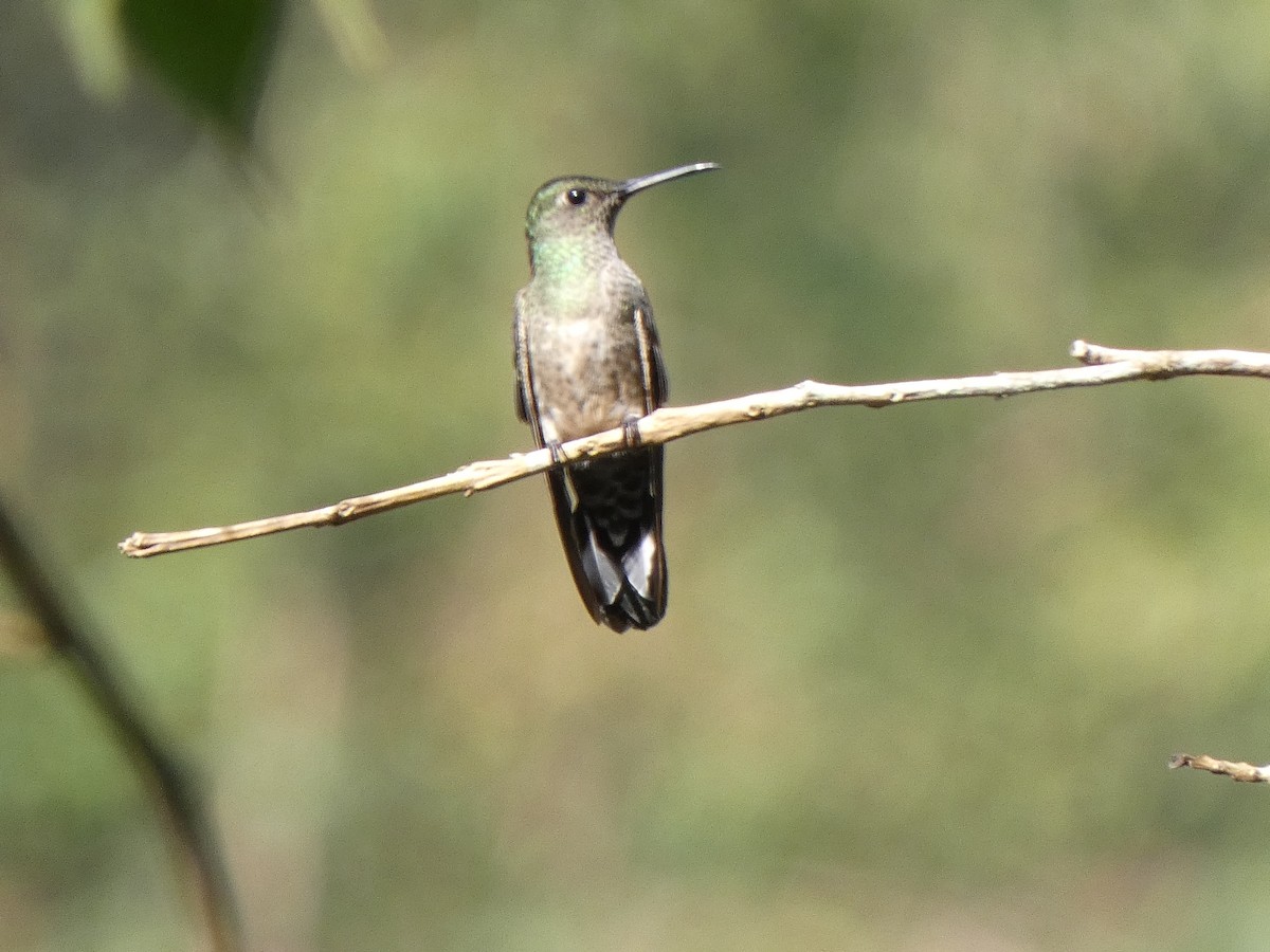 Scaly-breasted Hummingbird - ML580681771