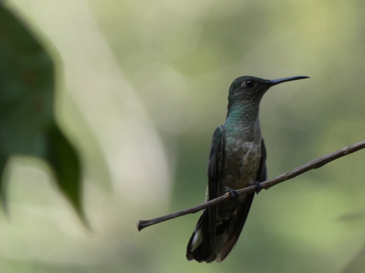 Scaly-breasted Hummingbird - ML580681901