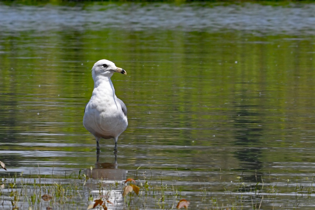 Ring-billed Gull - ML580681921