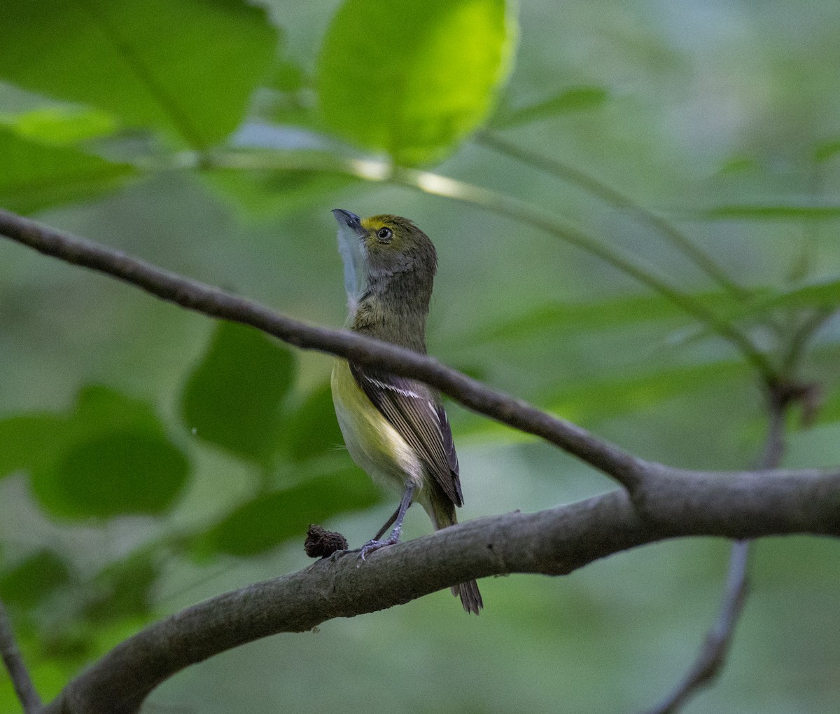 White-eyed Vireo - ML580682061