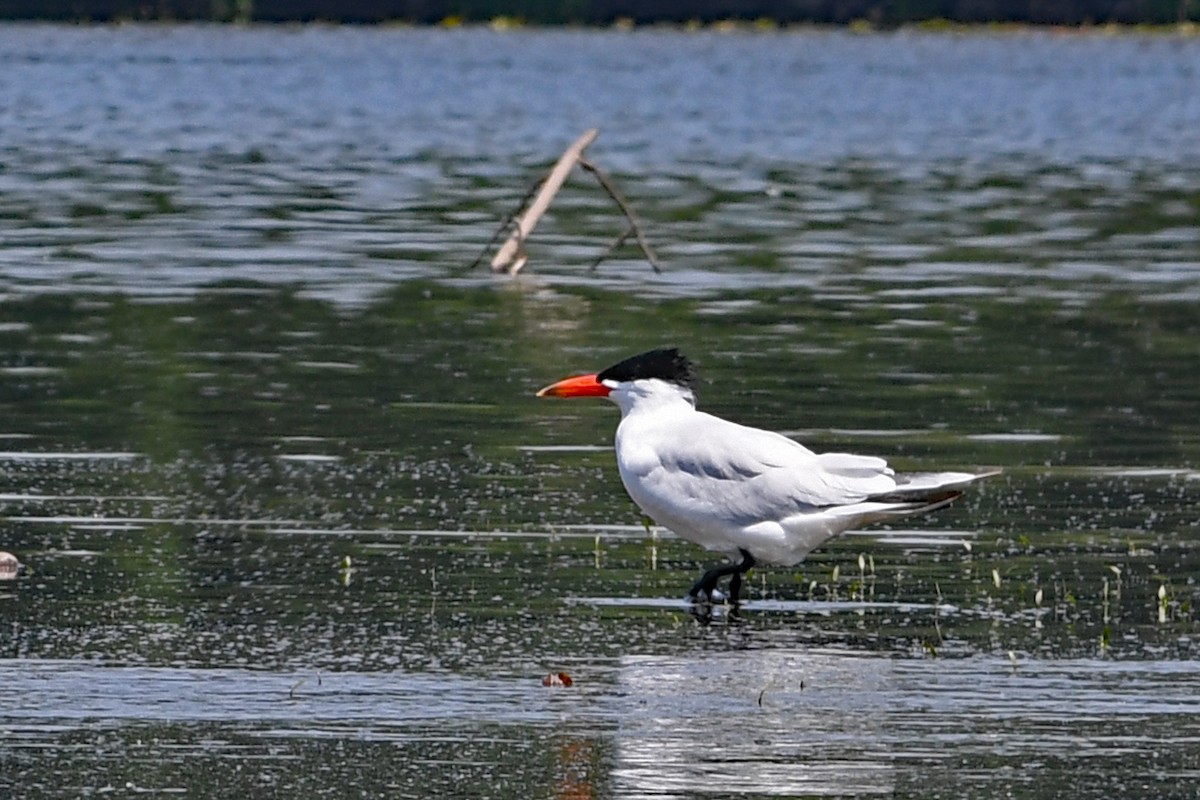 Caspian Tern - ML580682231