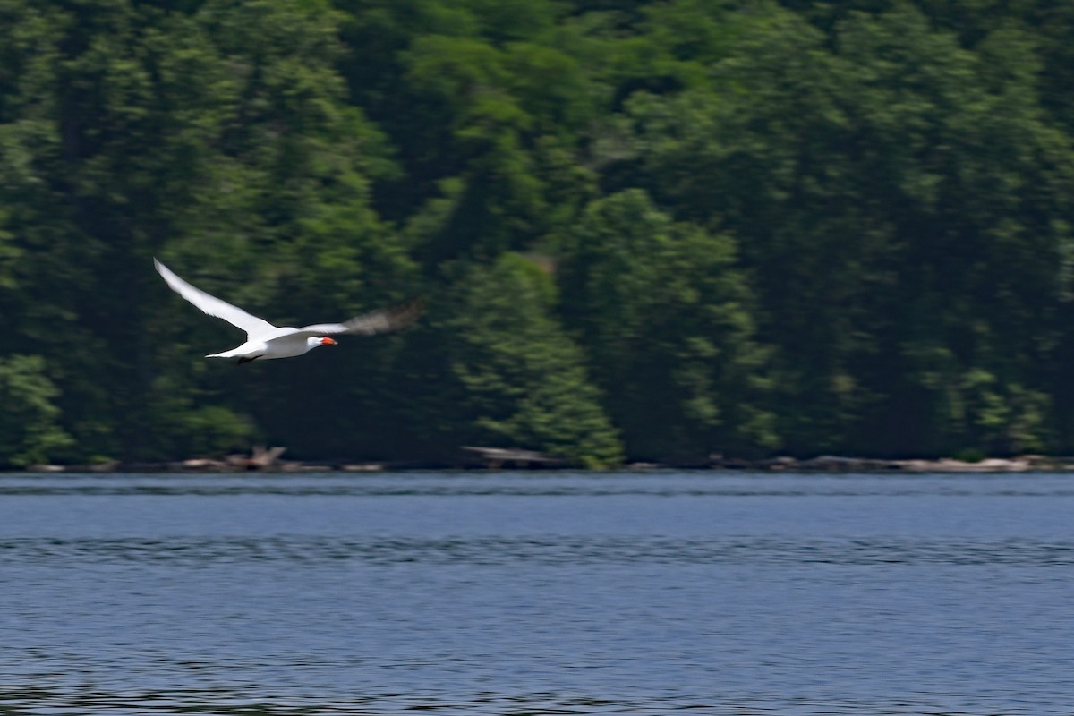 Caspian Tern - ML580682251