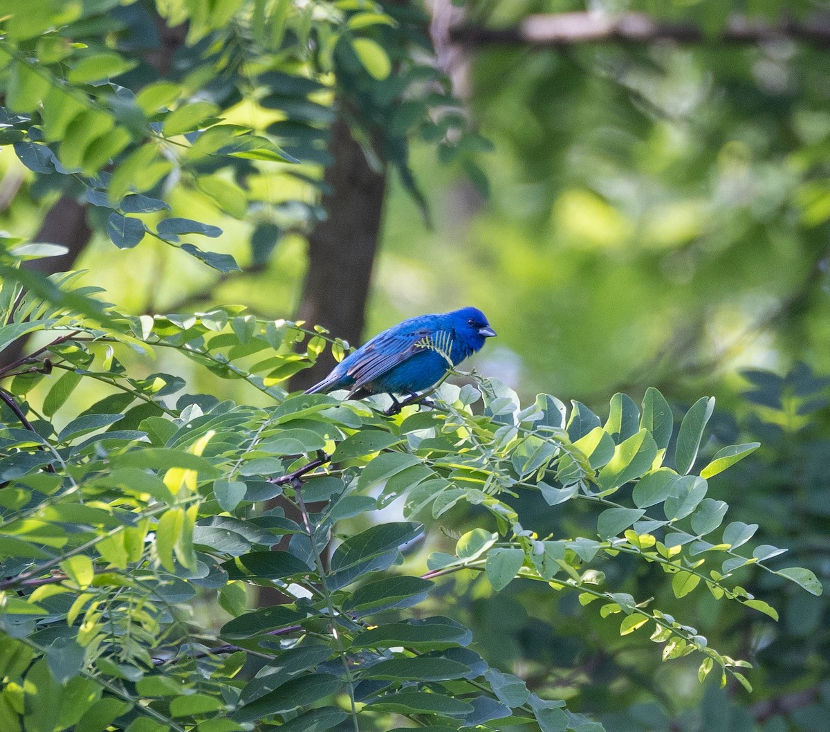 Indigo Bunting - ML580682431