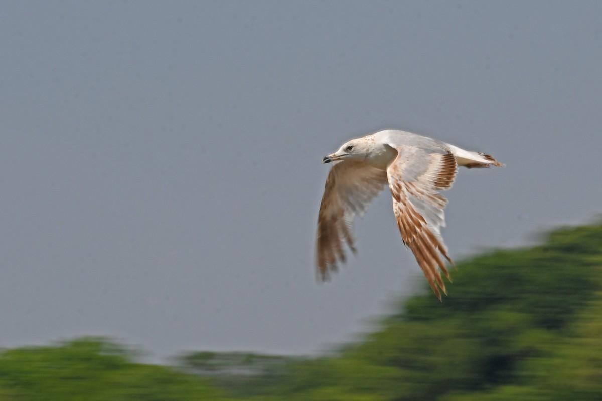 Ring-billed Gull - ML580682601