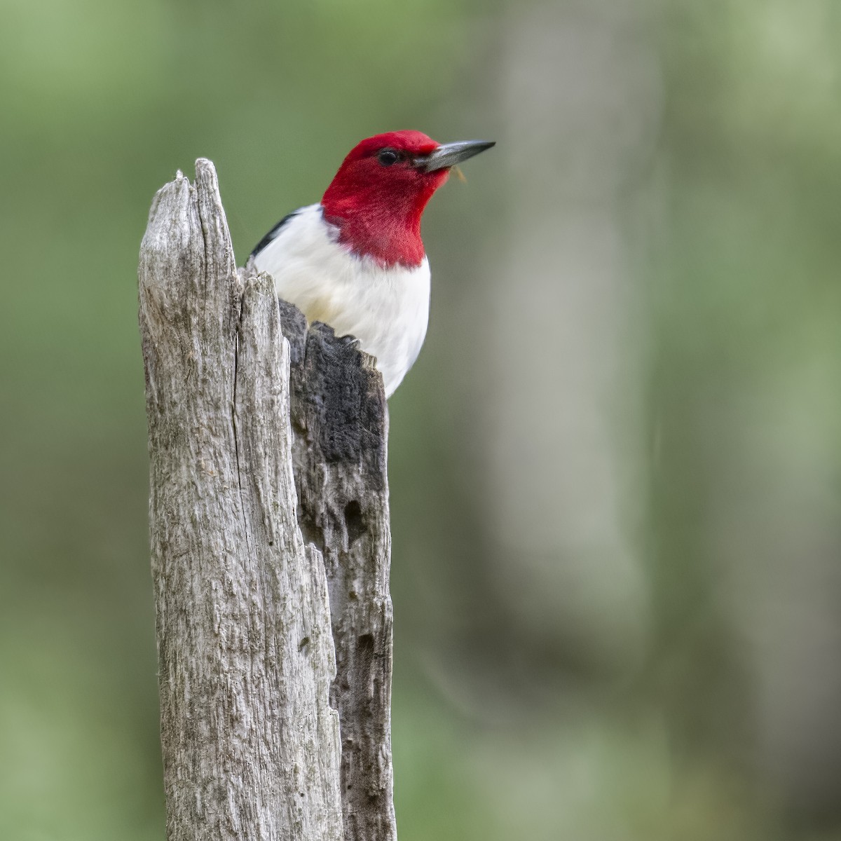 Red-headed Woodpecker - ML580683501