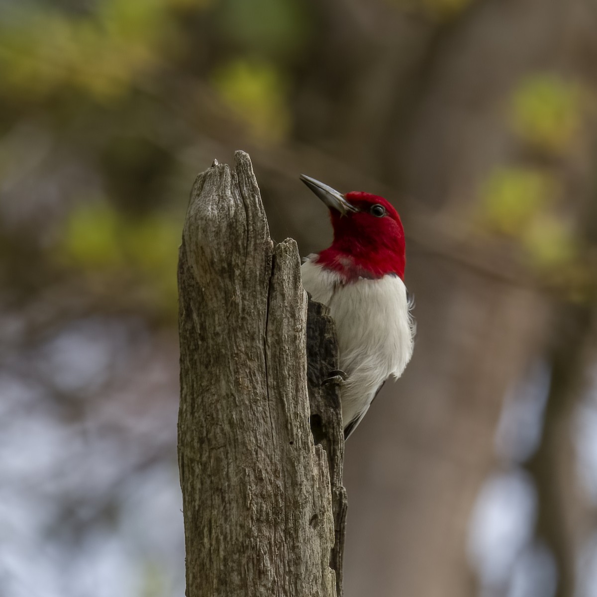Red-headed Woodpecker - ML580683521