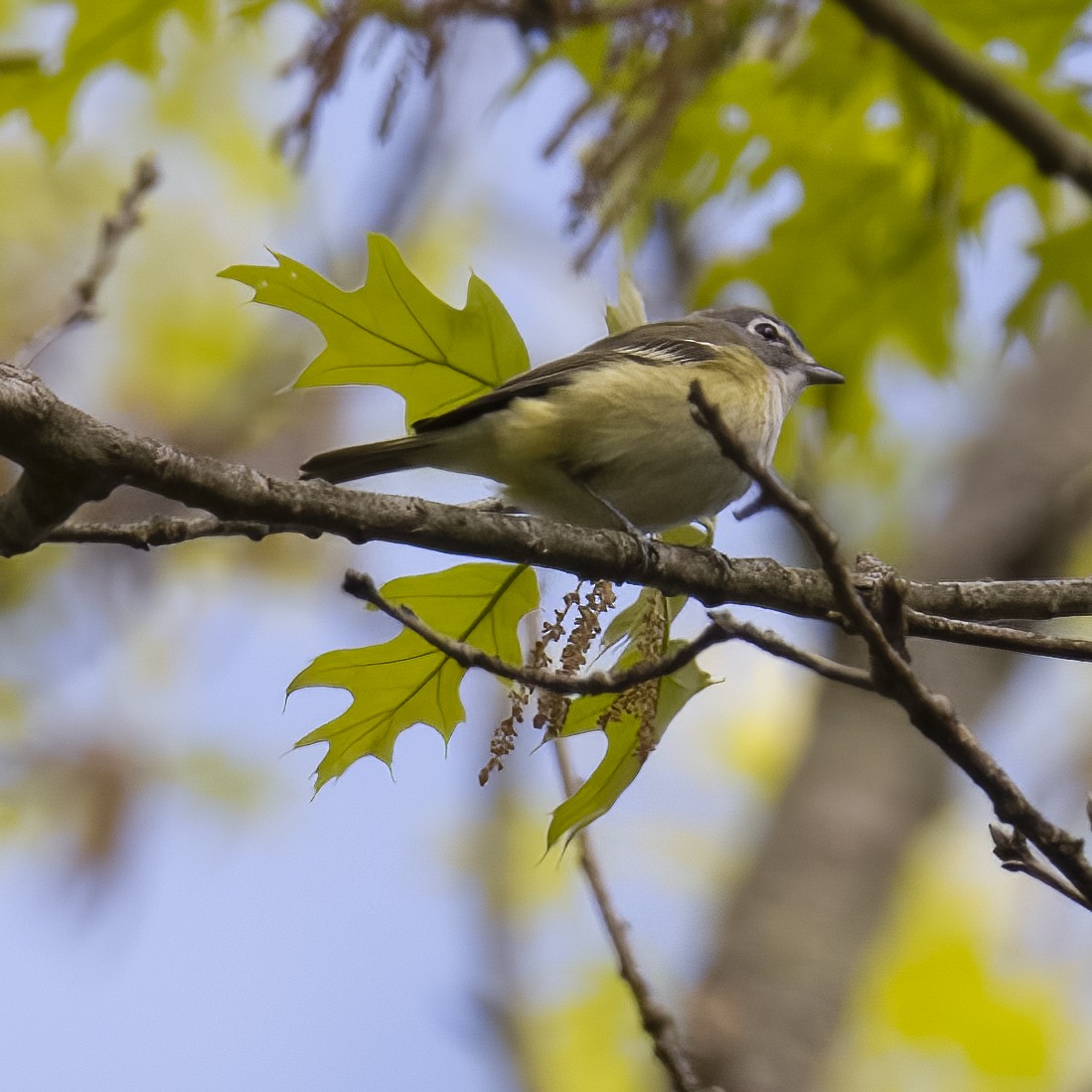 Blue-headed Vireo - ML580683561