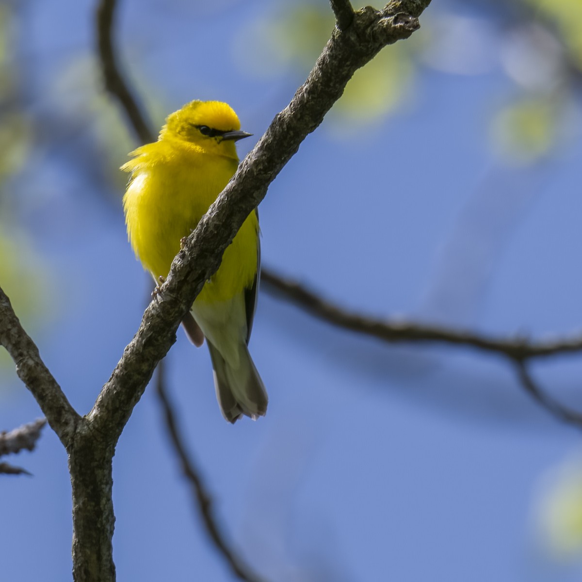 Blue-winged Warbler - ML580683691