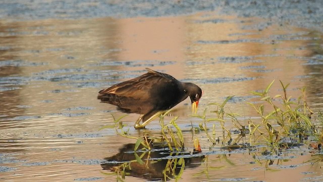 Watercock - ML580684411