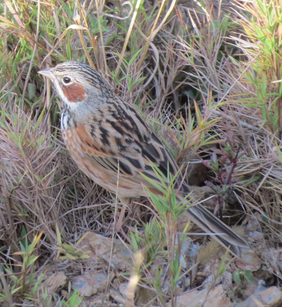 Chestnut-eared Bunting - ML580684601