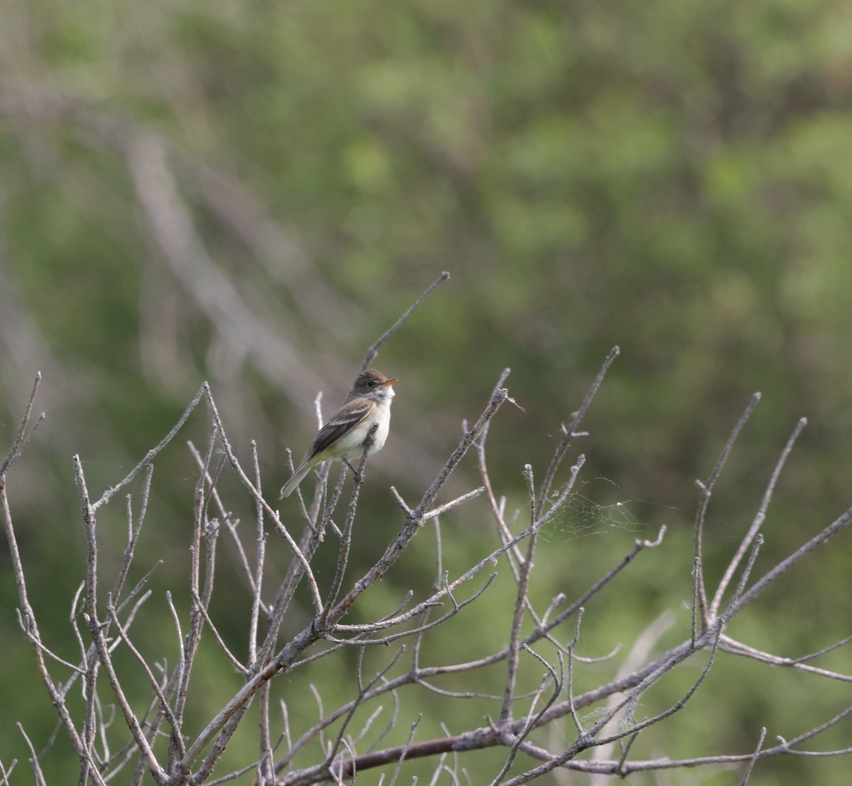 Willow Flycatcher - ML580684611