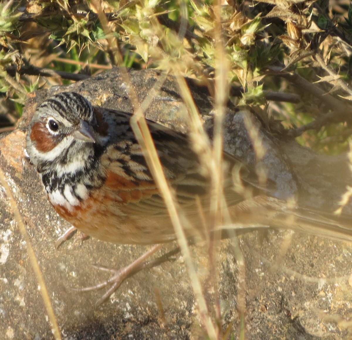 Chestnut-eared Bunting - ML580684631