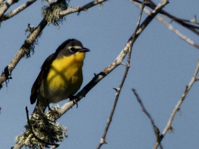 Yellow-breasted Chat - mark lundgren