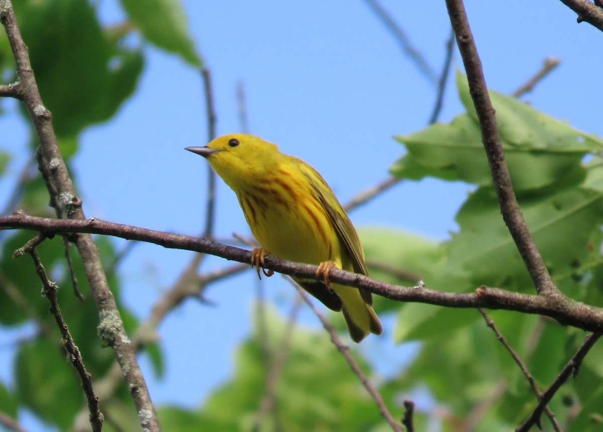 Yellow Warbler - ML580686321