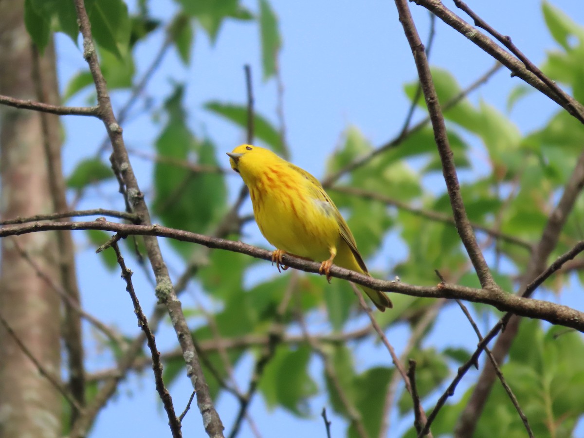 Yellow Warbler - ML580686351