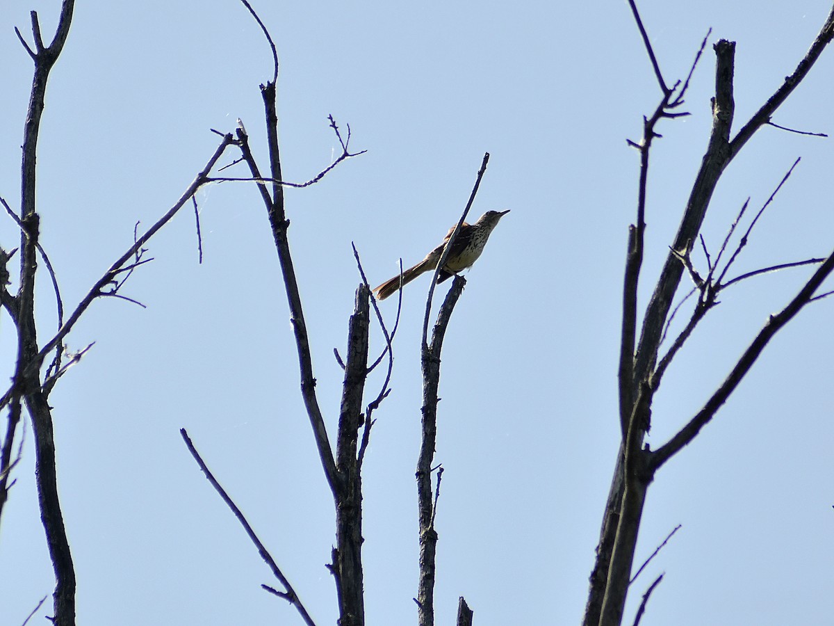 Brown Thrasher - ML580686791