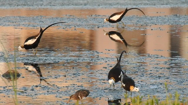 Pheasant-tailed Jacana - ML580687111