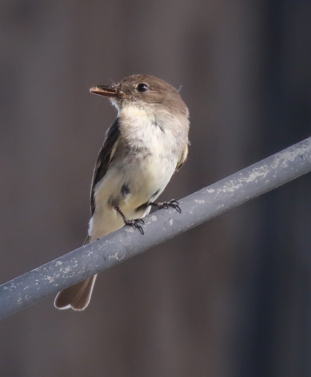 Eastern Phoebe - ML580687381