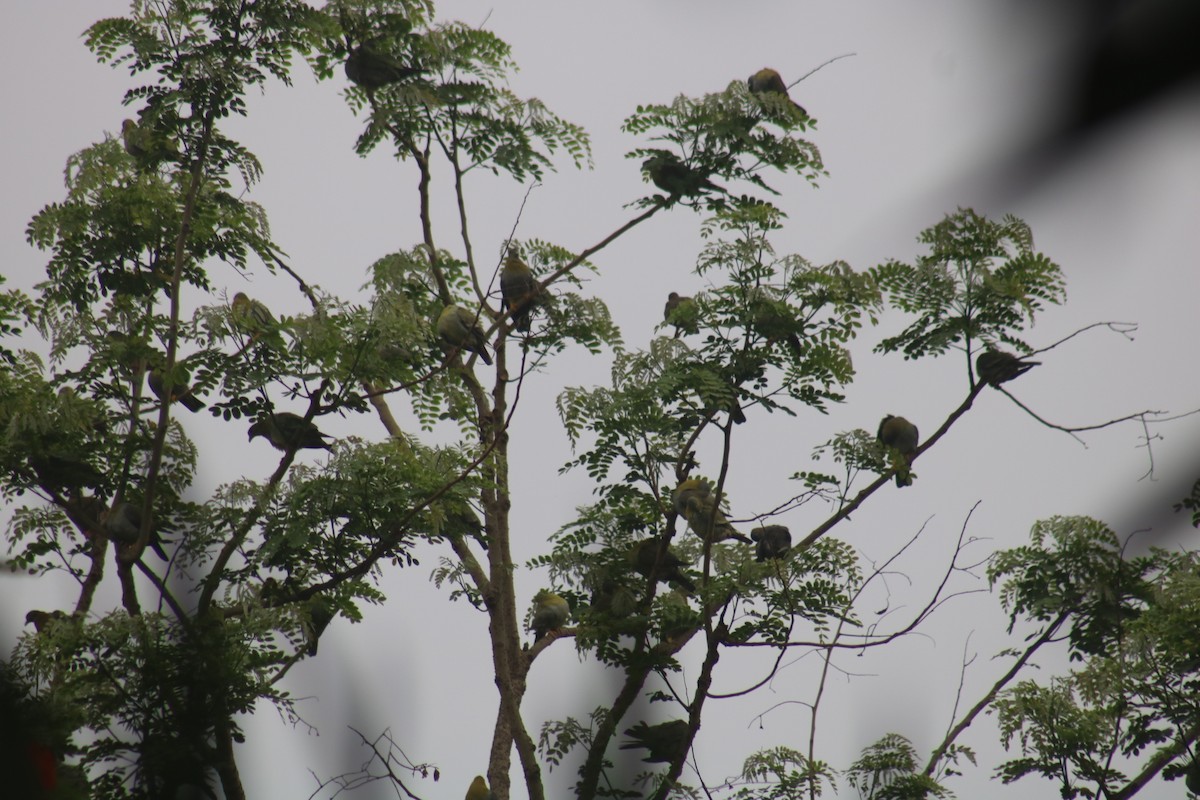 Yellow-footed Green-Pigeon - ML580690861