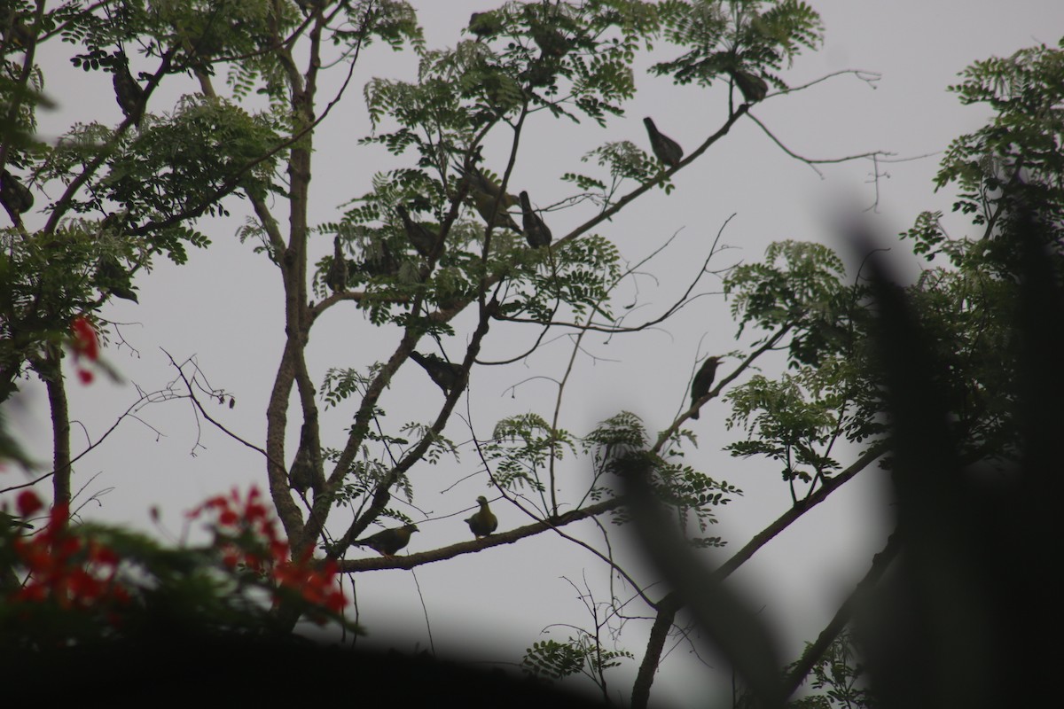Yellow-footed Green-Pigeon - ML580690871