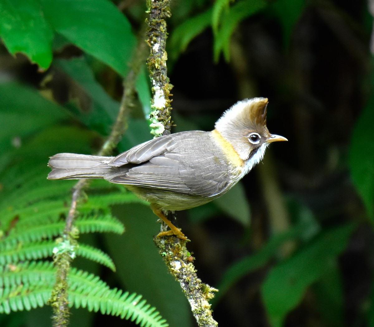 Yuhina à cou roux - ML580691181