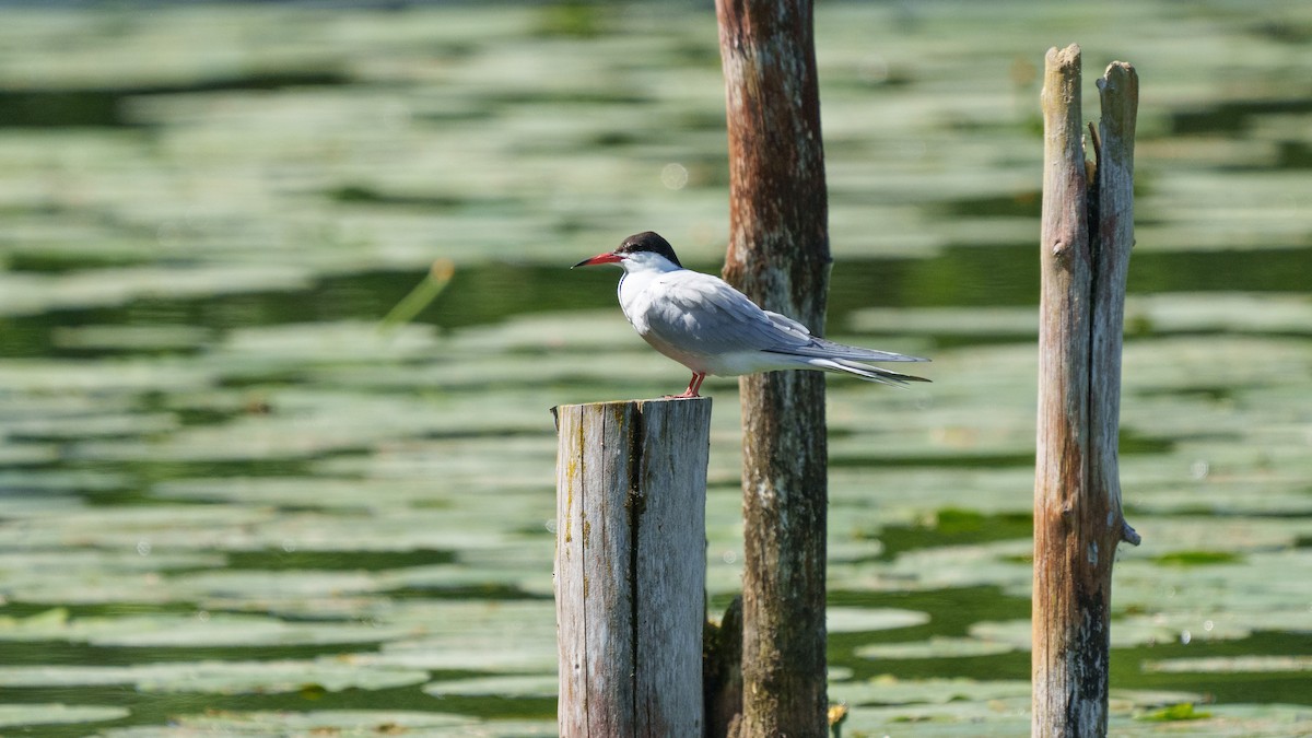 Common Tern - Zongzhuang Liu