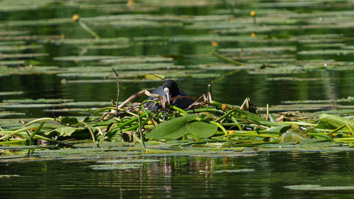 Eurasian Coot - ML580691421