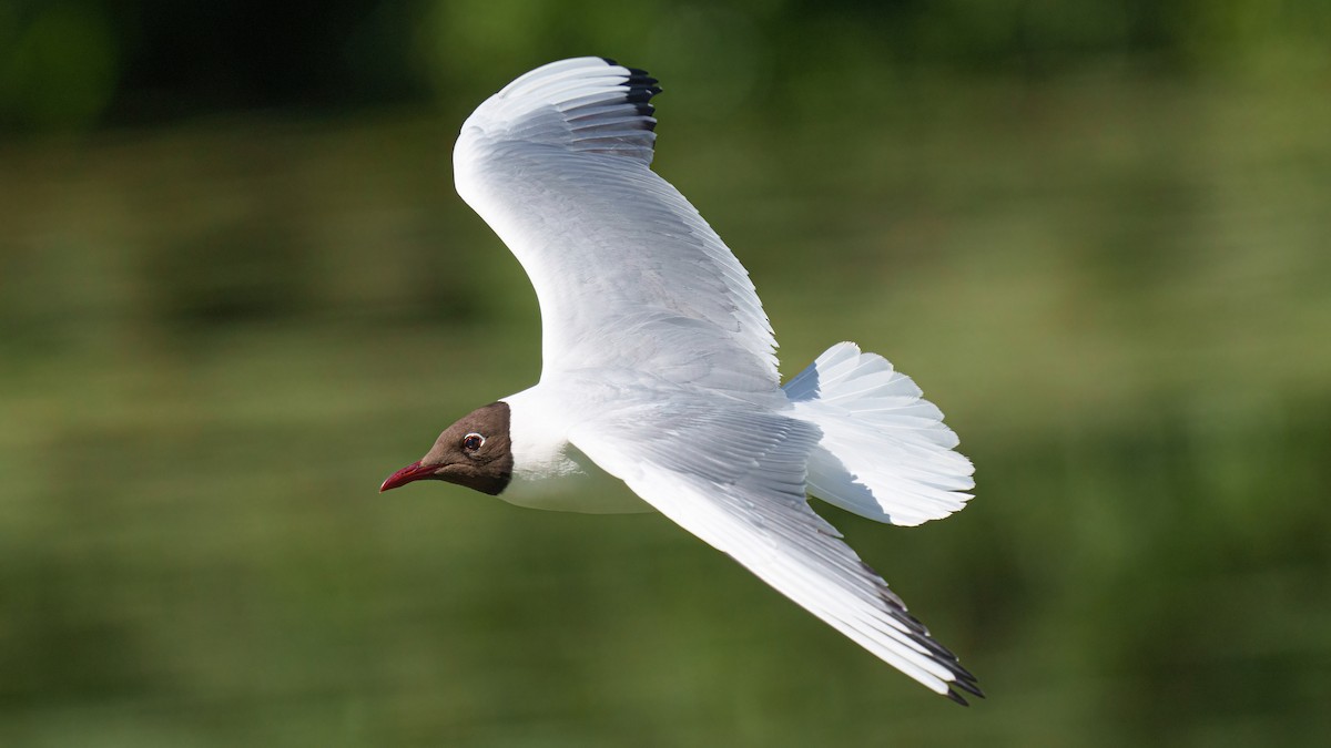 Black-headed Gull - ML580691511