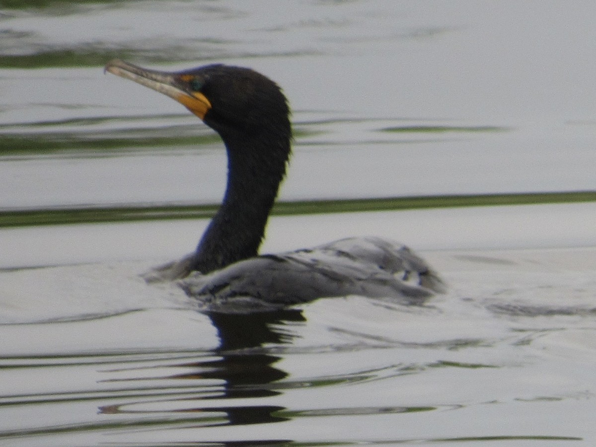 Cormoran à aigrettes - ML580691801