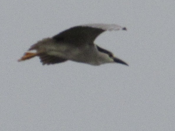 Black-crowned Night Heron - ML580691861