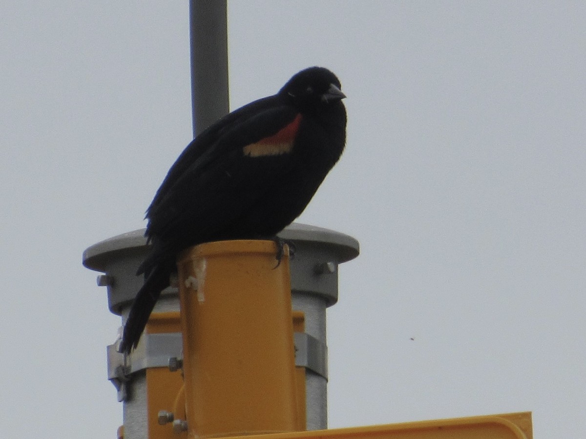 Red-winged Blackbird - ML580691921