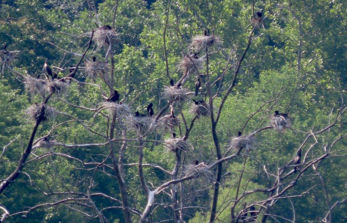 Double-crested Cormorant - ML580692191