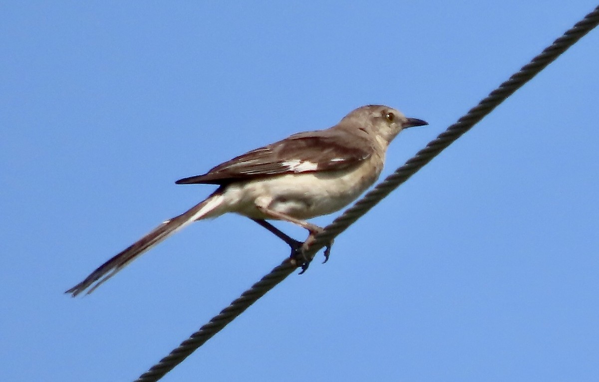 Northern Mockingbird - ML580692411