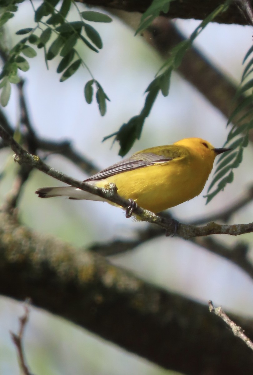 Prothonotary Warbler - ML580692491