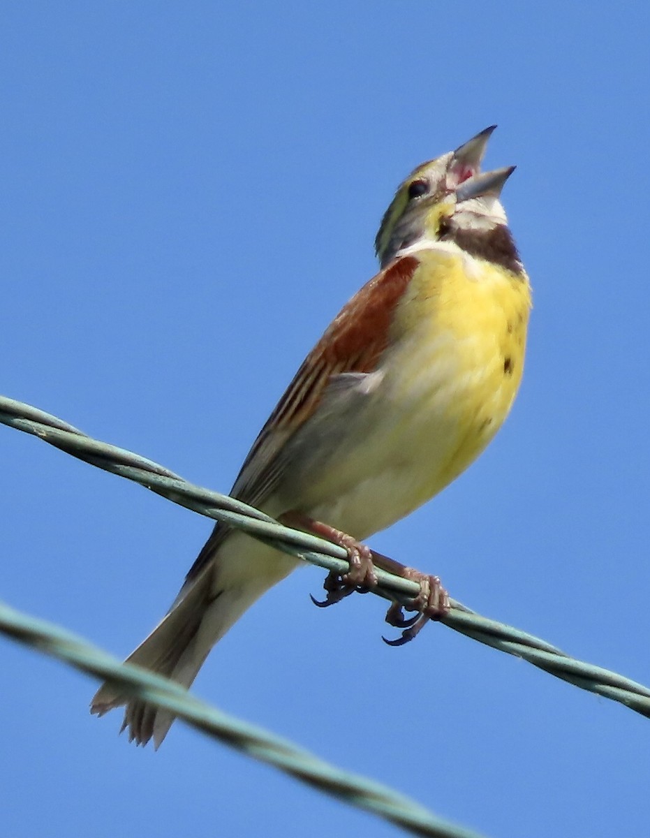 Dickcissel - ML580692601
