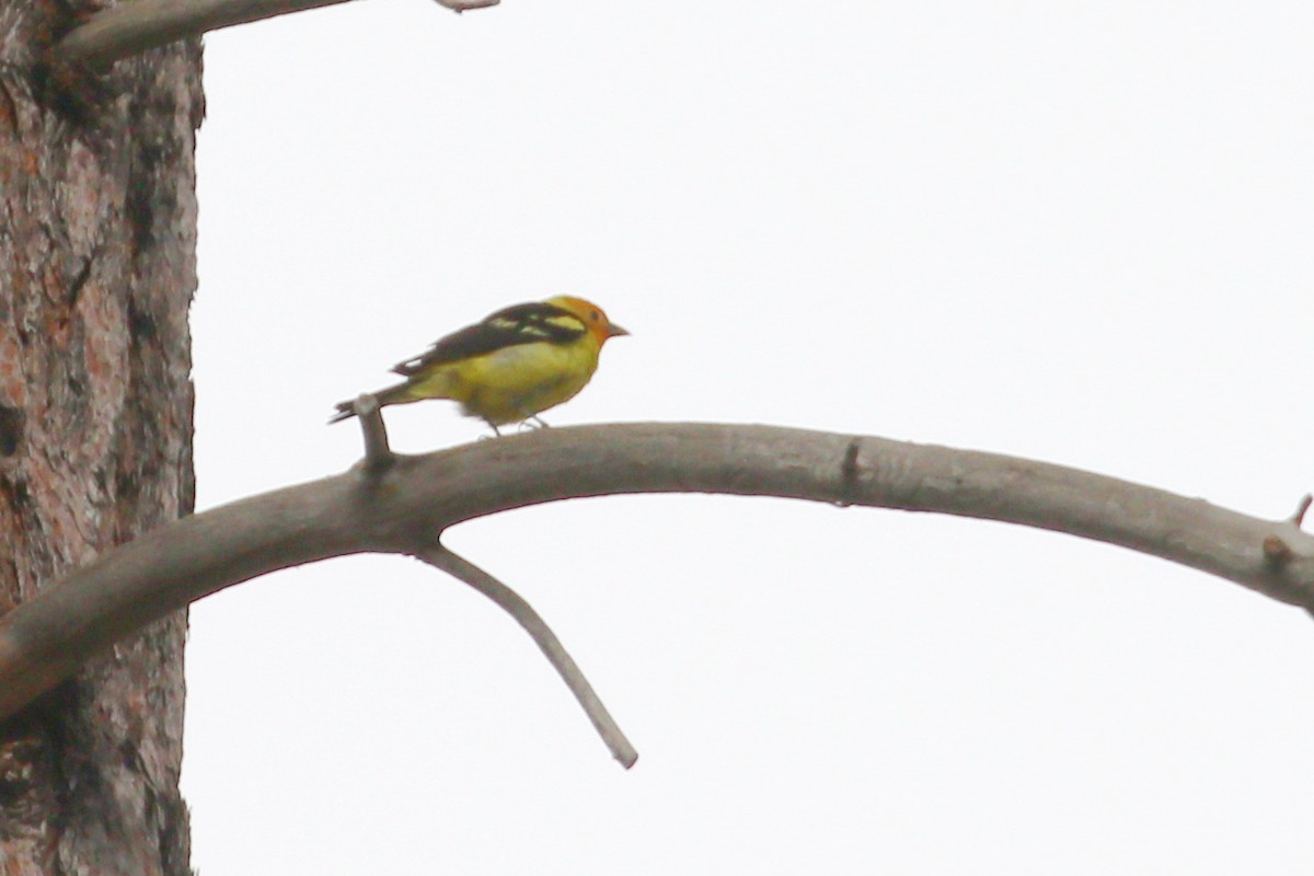 Western Tanager - ML580693411