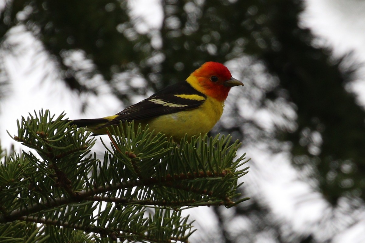 Western Tanager - ML580693661