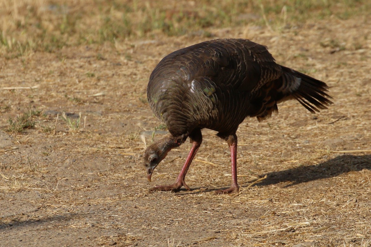 Wild Turkey - ML580694591
