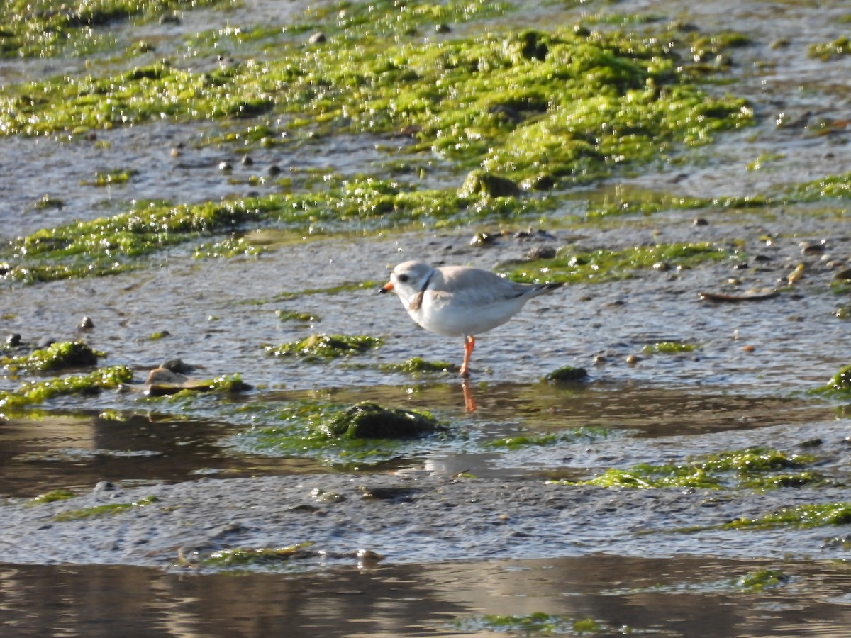 Piping Plover - ML580694641